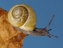 Schnecke Tiere_DDC5098 180 gedreht Kopie